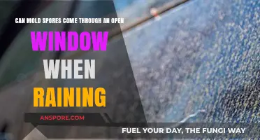 Can Rain Bring Mold Spores Indoors Through Open Windows?