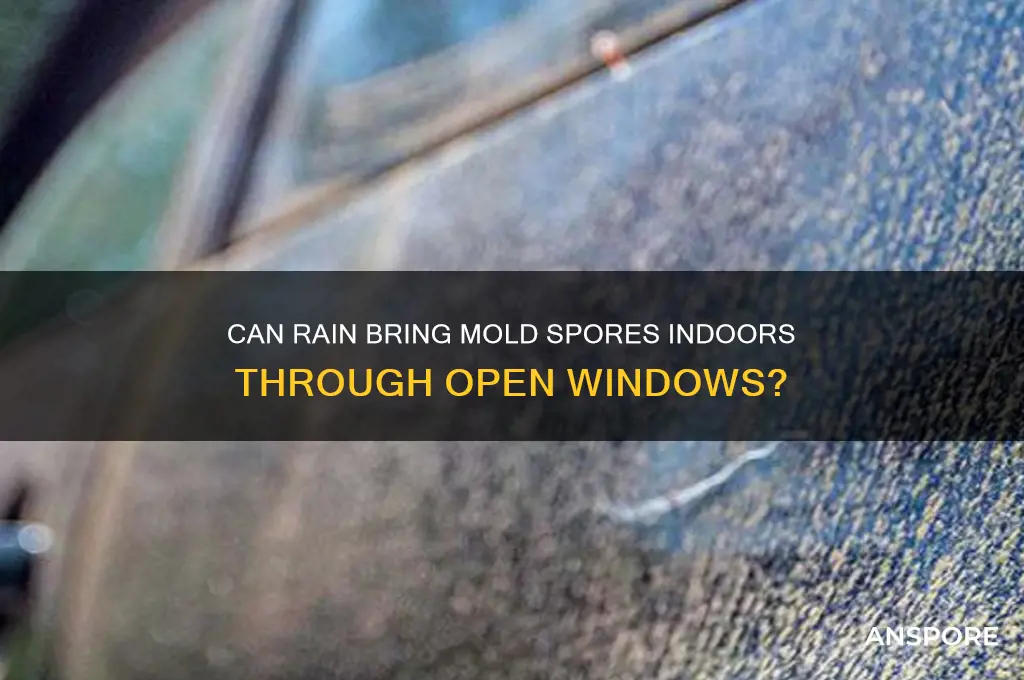 can mold spores come through an open window when raining