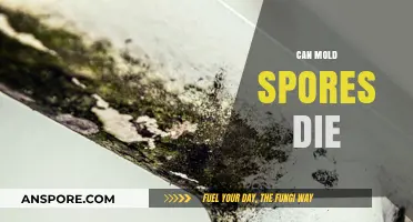 Can Mold Spores Die? Uncovering the Truth About Their Survival