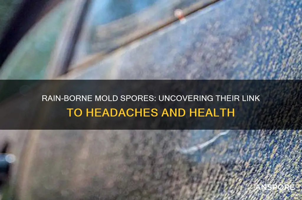 can mold spores from rain cause headaches