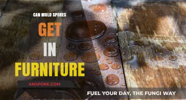 Can Mold Spores Infiltrate Your Furniture? Prevention and Detection Tips