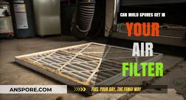 Can Mold Spores Penetrate Your Air Filter? Here's What You Need to Know
