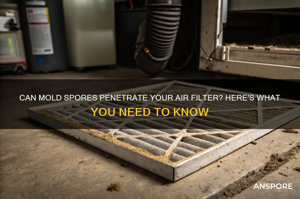 can mold spores get in your air filter