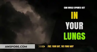 Can Mold Spores Enter Your Lungs? Health Risks and Prevention Tips