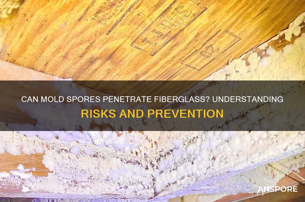 can mold spores get into fiberglass