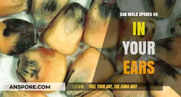 Can Mold Spores Enter Your Ears? Risks and Prevention Tips