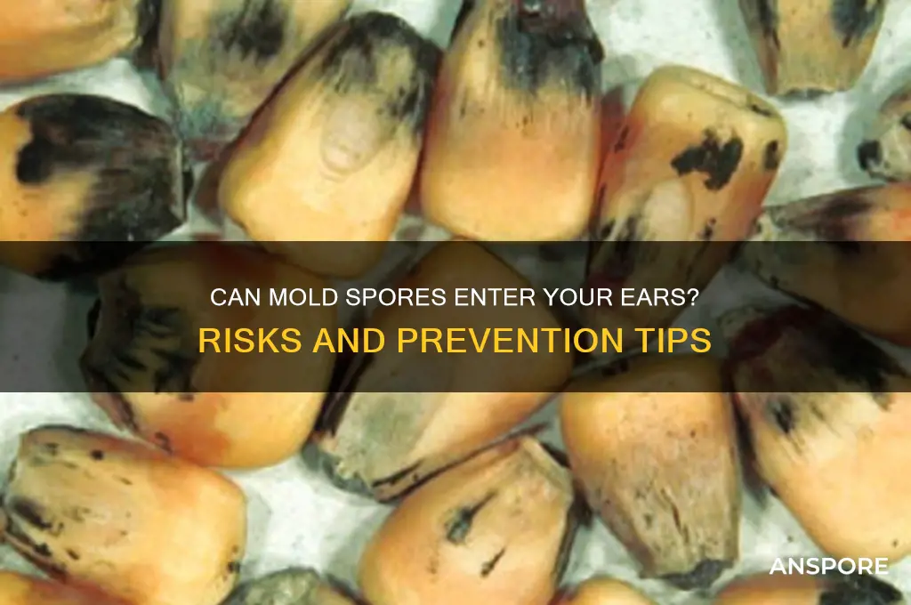 can mold spores go in your ears