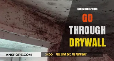 Can Mold Spores Penetrate Drywall? Understanding Airborne Contamination Risks