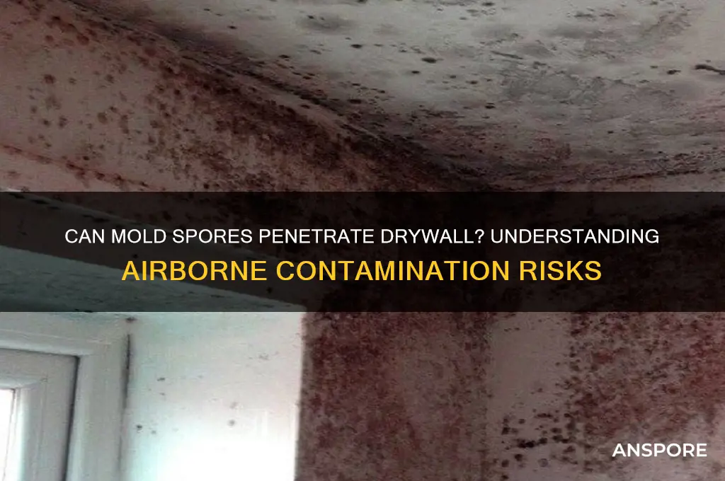 can mold spores go through drywall