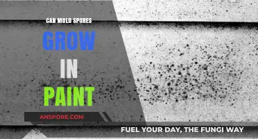 Can Mold Spores Thrive in Paint? Uncovering the Hidden Risks