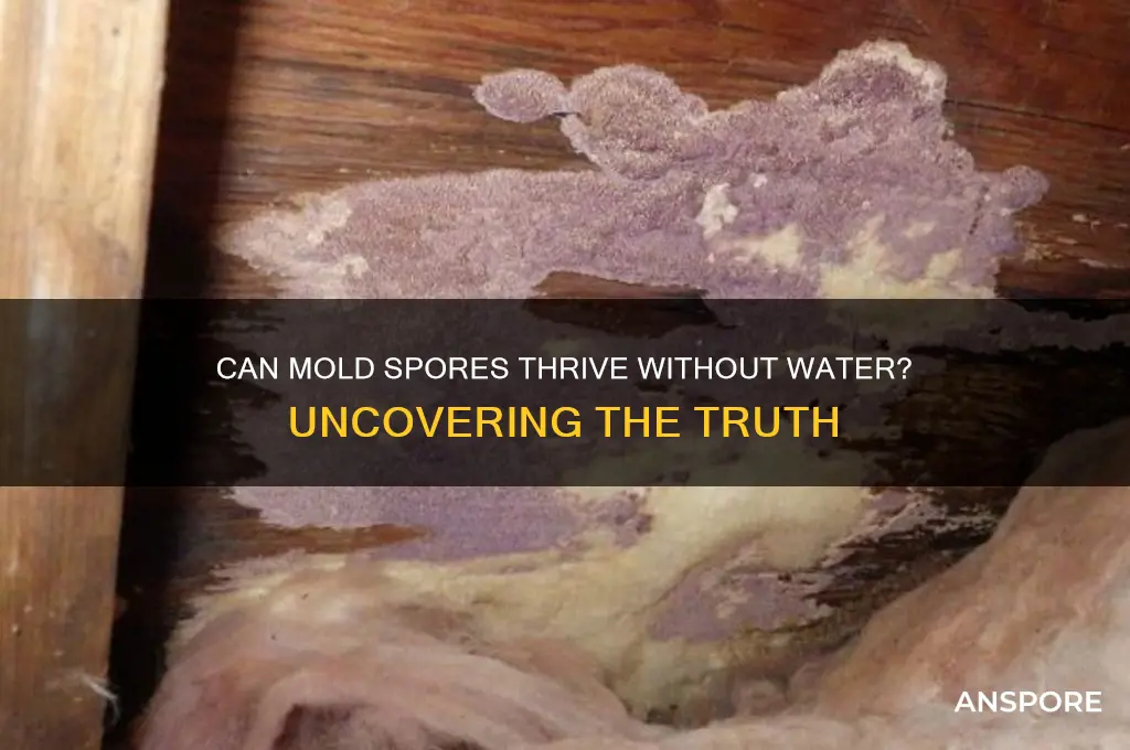 can mold spores grow without a water source