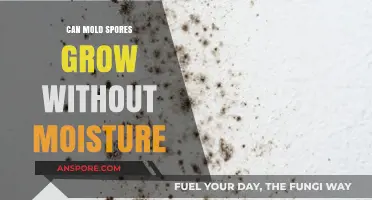 Can Mold Spores Thrive Without Moisture? Uncovering the Truth