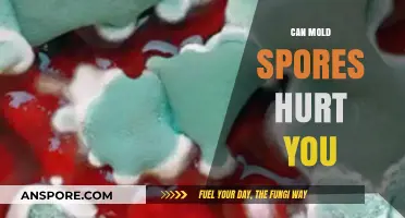 Can Mold Spores Hurt You? Understanding Health Risks and Prevention