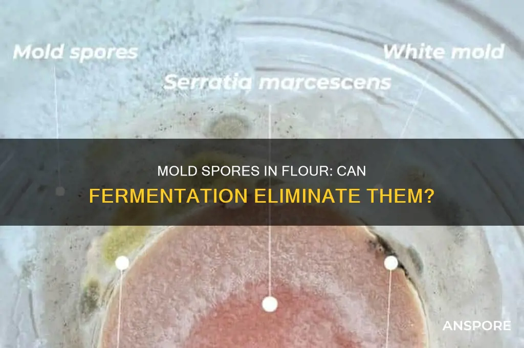 can mold spores in flour survive fermentation