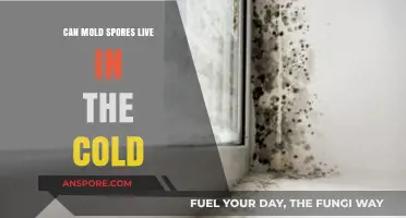 Can Mold Spores Survive in Cold Temperatures? The Chilling Truth