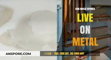 Can Mold Spores Survive on Metal Surfaces? Facts and Insights