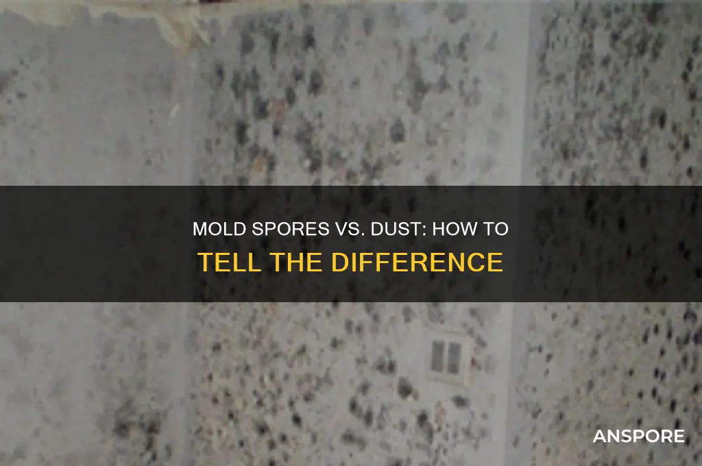 can mold spores look like dust