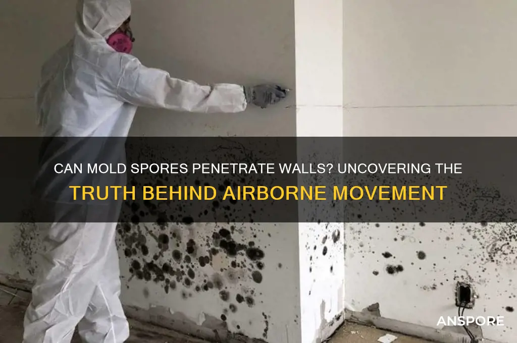 can mold spores move through walls