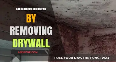 Removing Drywall: Risks of Spreading Mold Spores and Prevention Tips