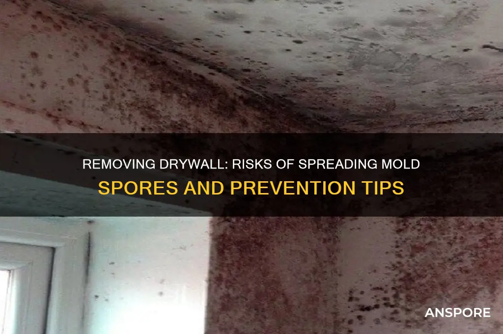 can mold spores spread by removing drywall