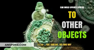 How Mold Spores Travel: Can They Contaminate Other Objects?