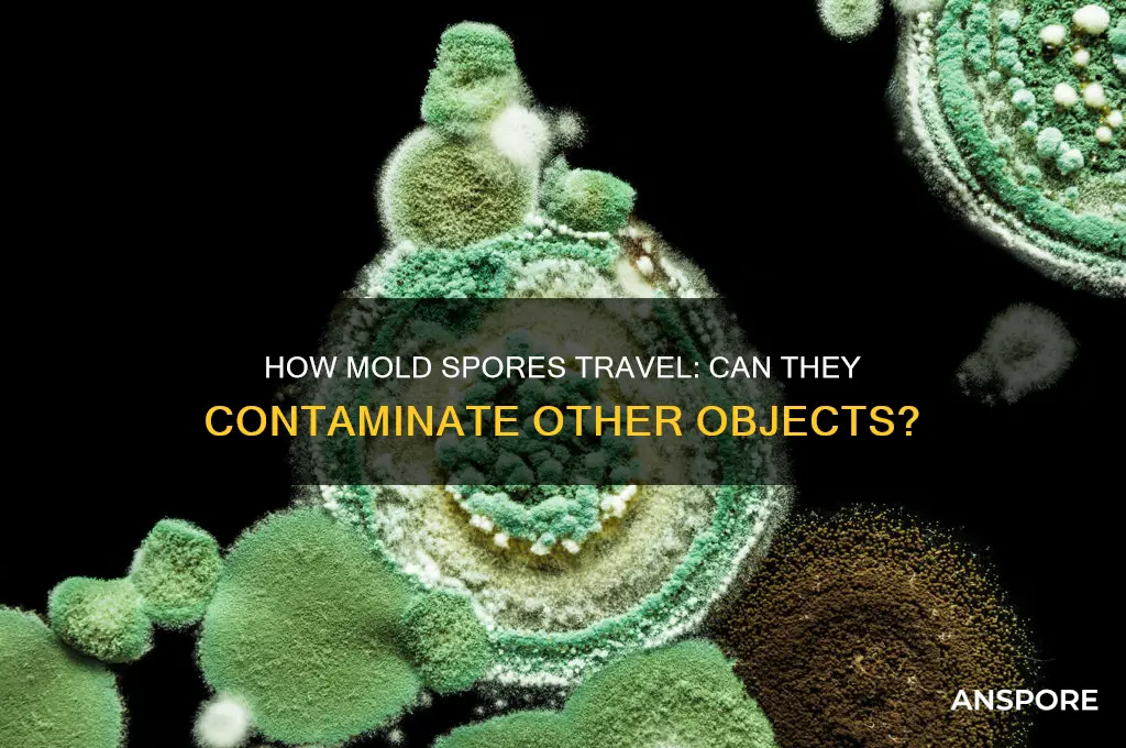 can mold spores spread to other objects
