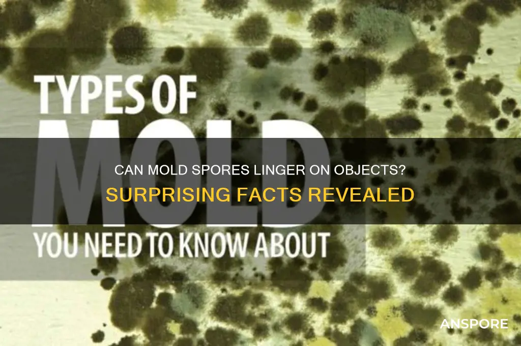 can mold spores stay on objects