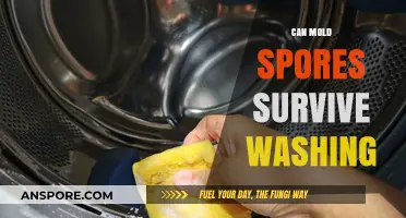 Can Mold Spores Survive Washing? Uncovering the Truth Behind Cleaning