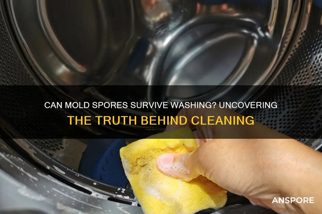 can mold spores survive washing