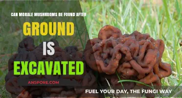 Excavated Grounds: Uncovering Morale Mushrooms Post-Digging Possibilities