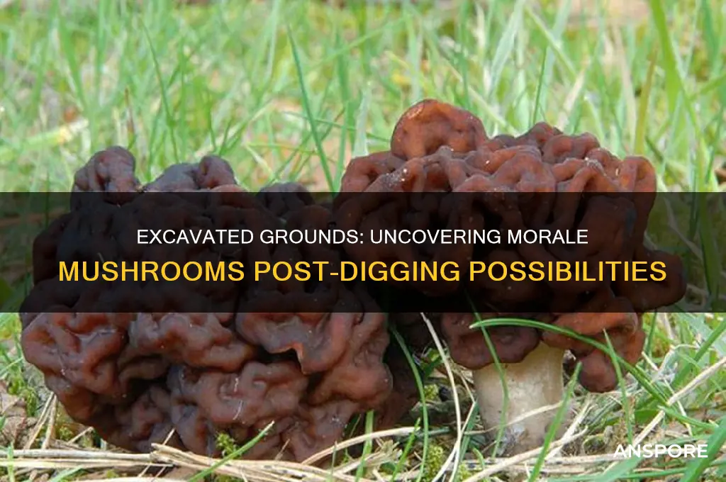 can morale mushrooms be found after ground is excavated