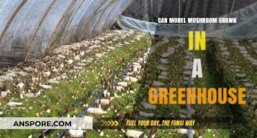 Growing Morel Mushrooms in a Greenhouse: Feasibility and Tips