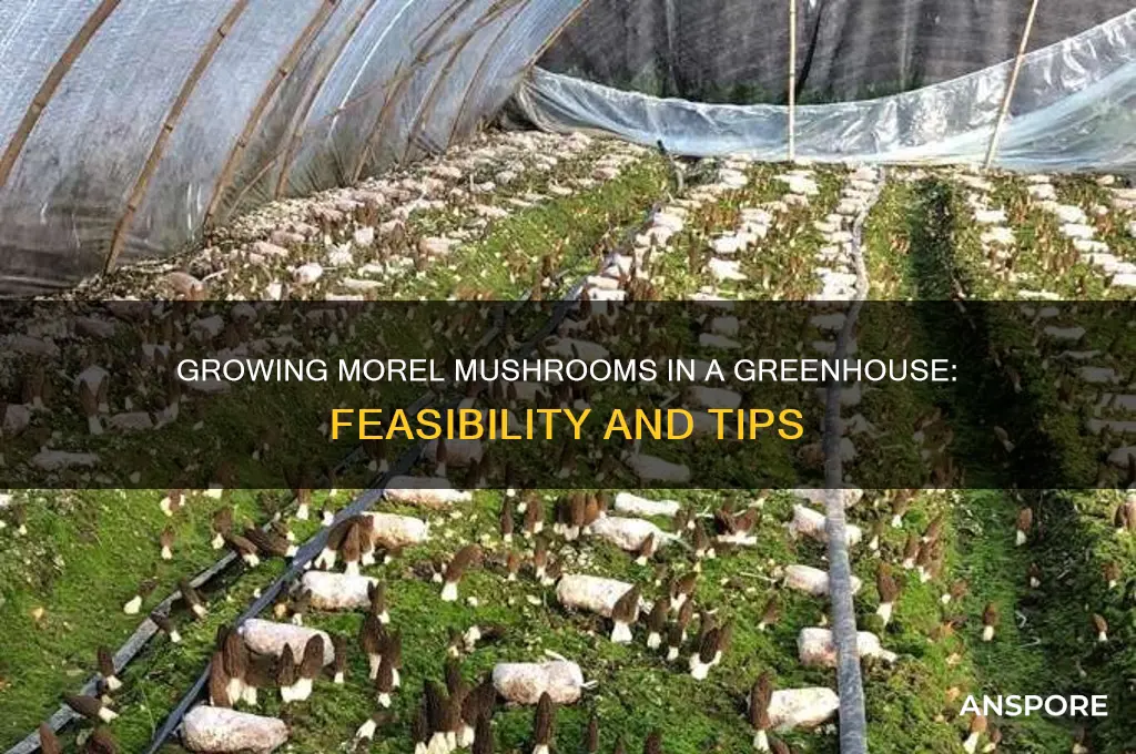 can morel mushroom grown in a greenhouse