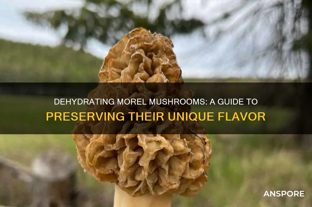can morel mushrooms be dehydrated