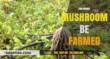 Exploring the Feasibility of Farming Morel Mushrooms: Challenges and Opportunities