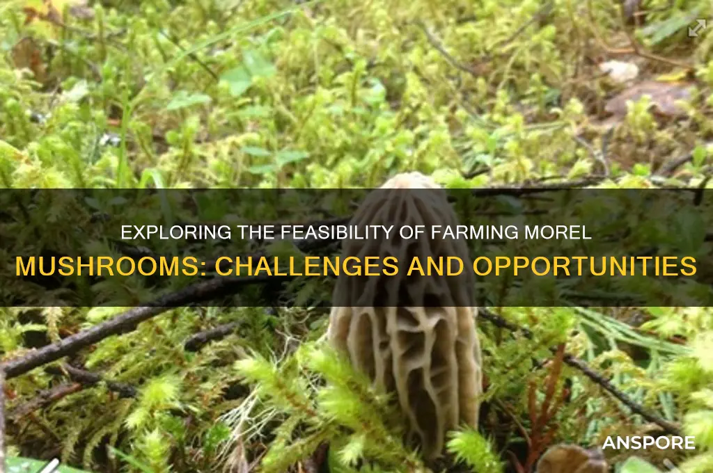 can morel mushrooms be farmed