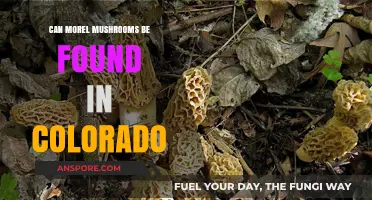 Discovering Morel Mushrooms in Colorado: A Forager's Guide