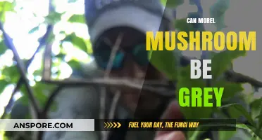 Are Morel Mushrooms Grey? Unveiling the Truth About Their Color Variations