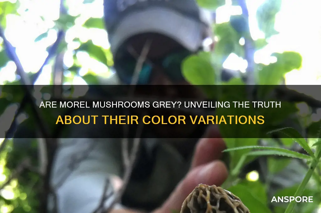 can morel mushrooms be grey