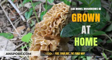 Growing Morel Mushrooms at Home: Tips and Techniques for Success