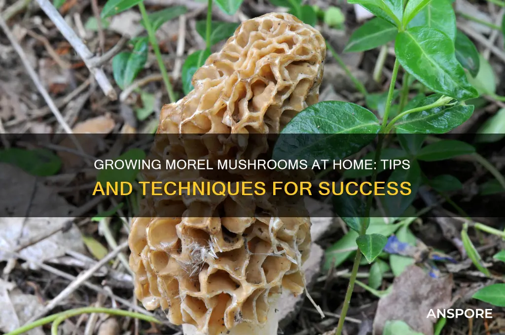 can morel mushrooms be grown at home