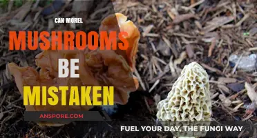 Can Morel Mushrooms Be Mistaken for False or Toxic Lookalikes?