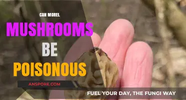 Are Morel Mushrooms Safe? Uncovering the Truth About Their Toxicity