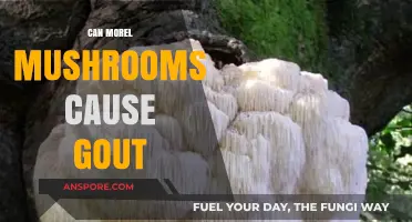 Can Morel Mushrooms Trigger Gout? Exploring the Surprising Connection