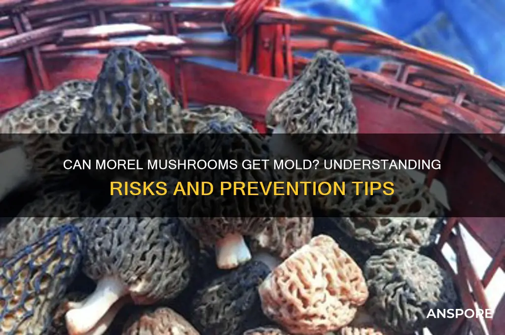 can morel mushrooms get mold