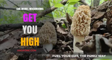 Can Morel Mushrooms Induce a High? Unveiling the Truth