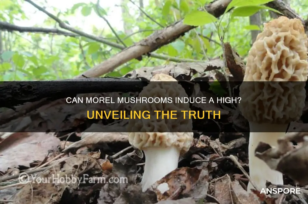 can morel mushrooms get you high