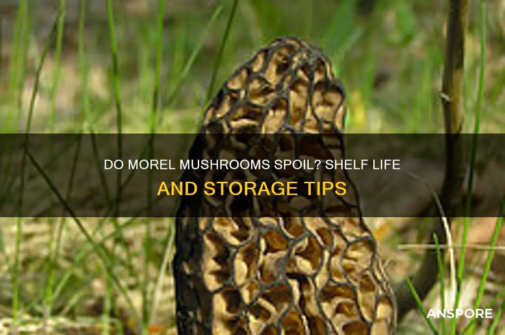 can morel mushrooms go bad