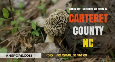 Exploring Morel Mushrooms in Carteret County, NC: Possibilities and Tips