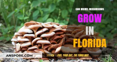 Can Morel Mushrooms Thrive in Florida's Unique Climate and Soil?